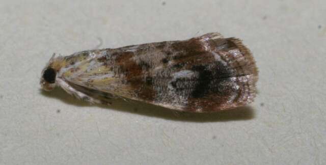 Image of Dicymolomia