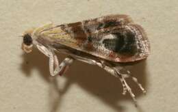 Image of Dicymolomia