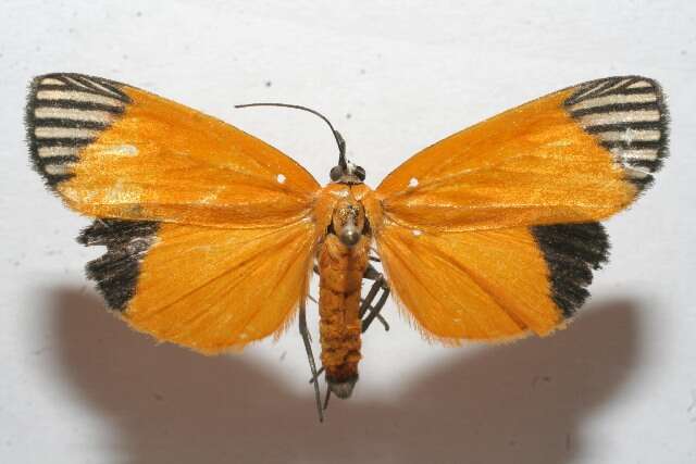 Mapeta xanthomelas Walker 1863 resmi