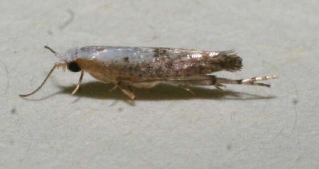 Imagem de Argyresthia