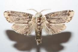Image of Magulacra niveogrisea