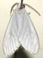 Imagem de Eucereon alba Druce 1894