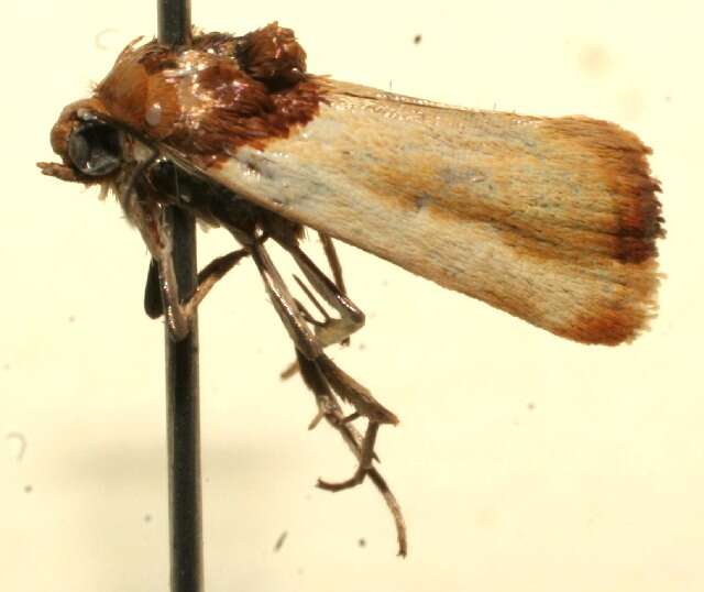 Image of <i>Spragueia apicalis</i>