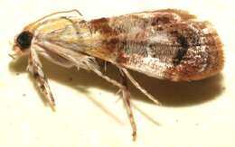 Image of Dicymolomia