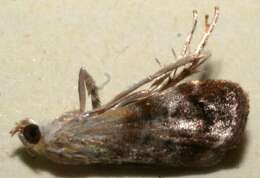 Image of Dicymolomia