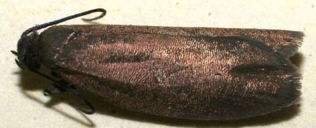 Image of false burnet moths