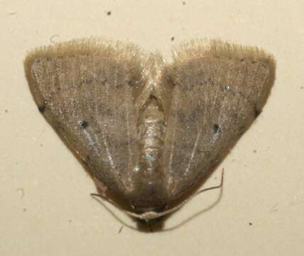 Image of Idaea