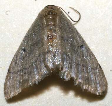 Image of Idaea