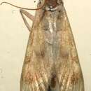 Image of Lamprosema excurvalis Hampson 1912