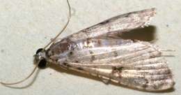 Image of <i>Hileithia approprialis</i>