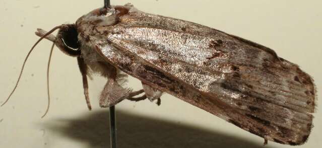 صورة <i>Elaeognatha troctoptera</i>