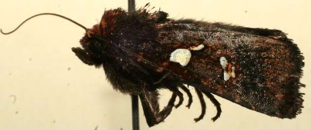 Image of Calymniodes