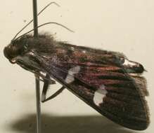 Image of Desmia octomaculalis Amsel 1956