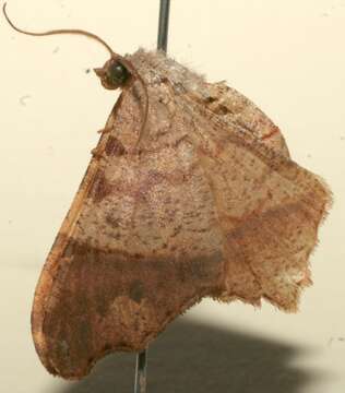 Image of <i>Macaria ostia</i>