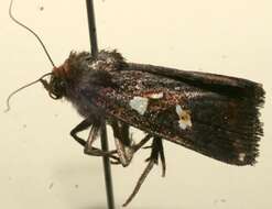 Image of Calymniodes