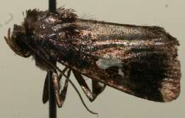 Image of Micromonodes semiluna Dognin 1914