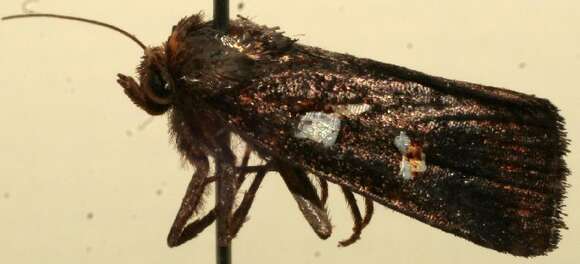 Image of Calymniodes