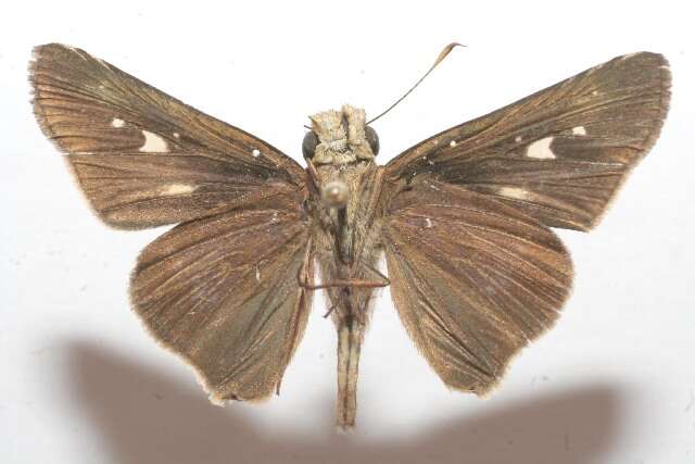 Image of Long-windged Skipper