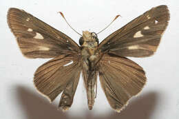 Image of Long-windged Skipper