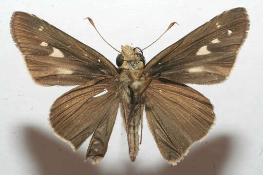 Image of Long-windged Skipper