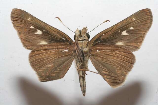 Image of Long-windged Skipper