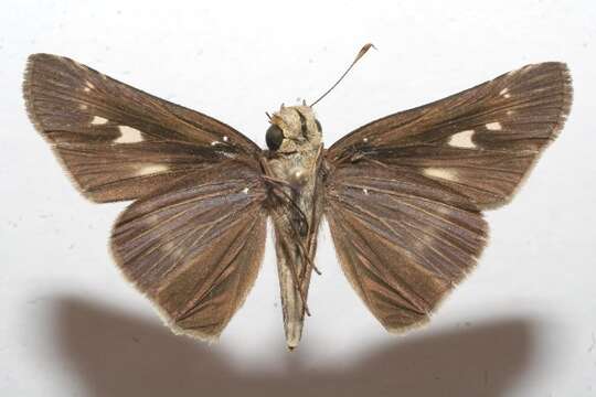 Image of Long-windged Skipper