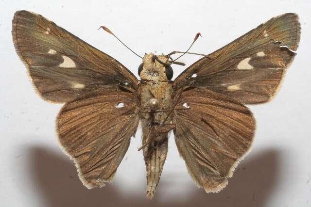 Image of Long-windged Skipper