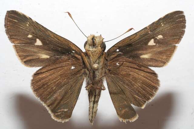 Image of Long-windged Skipper