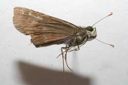 Image of Purple-washed Skipper