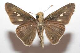 Image of Long-windged Skipper