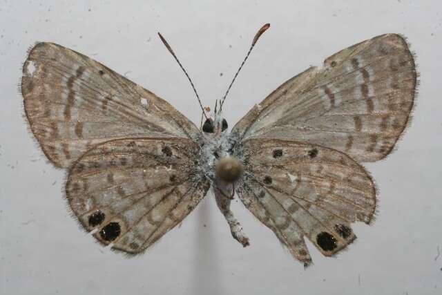 Image of Hemiargus