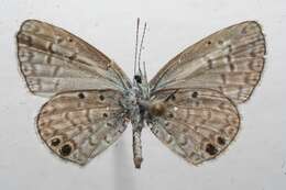 Image of Hemiargus