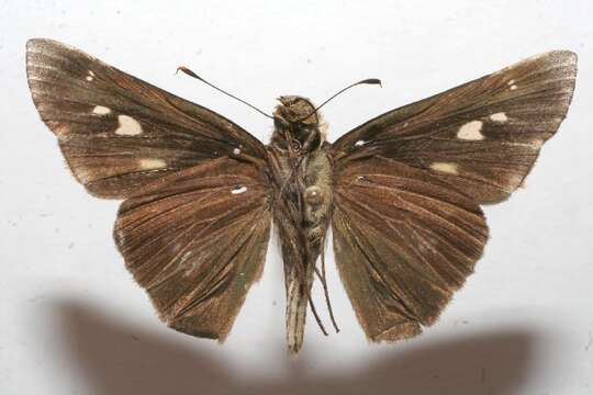 Image of Long-windged Skipper