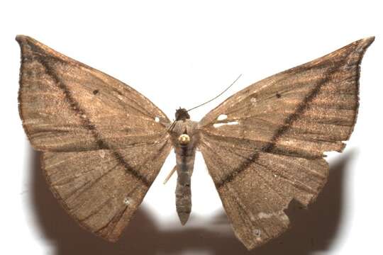 Слика од Leptoctenopsis mena Druce 1892