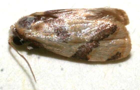 Image of Atepa colaptes