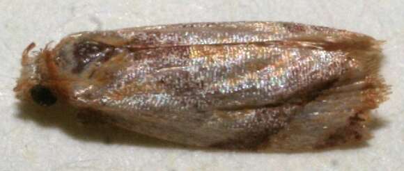 Image of Atepa colaptes