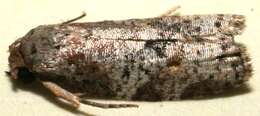 Image of Subtranstillaspis hypochloris Meyrick 1932