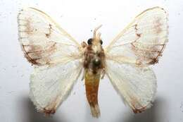 Image of tropical slug caterpillar moths