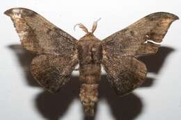 Image of Mimallonoidea