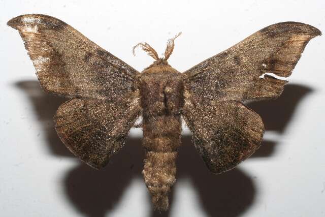 Image of Mimallonoidea