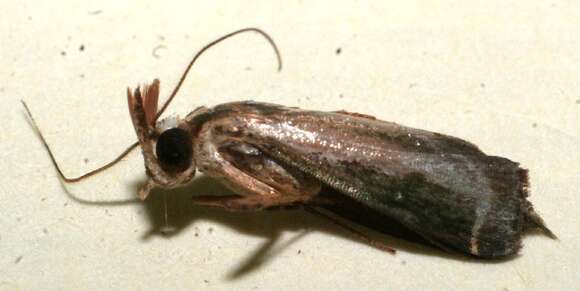 Image of Anarnatula subflavida Dyar 1914