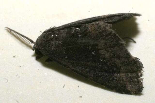 Imagem de Prosoparia tenebrosa Schaus 1913