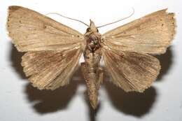 <i>Herminodes valida</i>的圖片