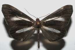 Image of Macrosoma lucivittata Walker 1863