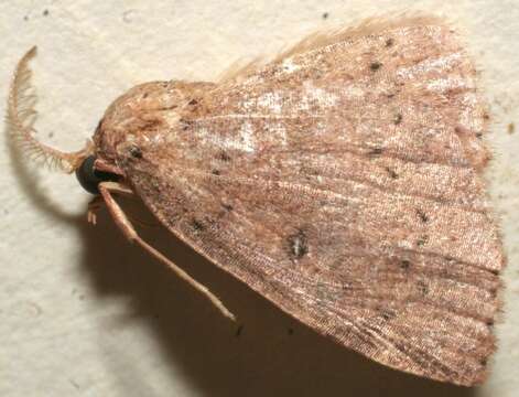 Image of Cyclophora