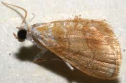 Слика од Euleucinodes