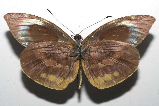 Image of Lieinix cinerascens (Salvin 1871)