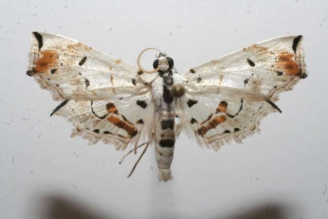Image of Hositea bicincta Schaus 1913