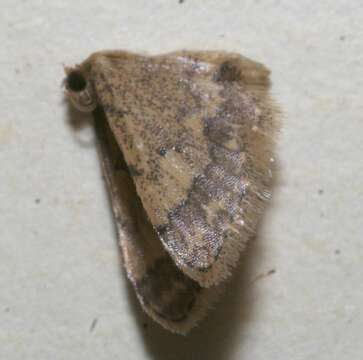 Image of Idaea