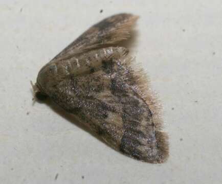 Image of Idaea